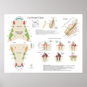 Póster Gráfico dental veterinario de dientes de gato