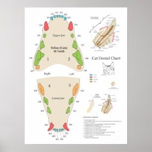 Póster Gráfico dental veterinario de gato