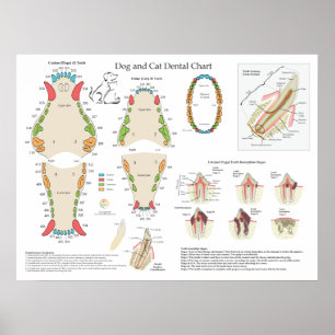 Póster Gráfico dental veterinario para perros y gatos
