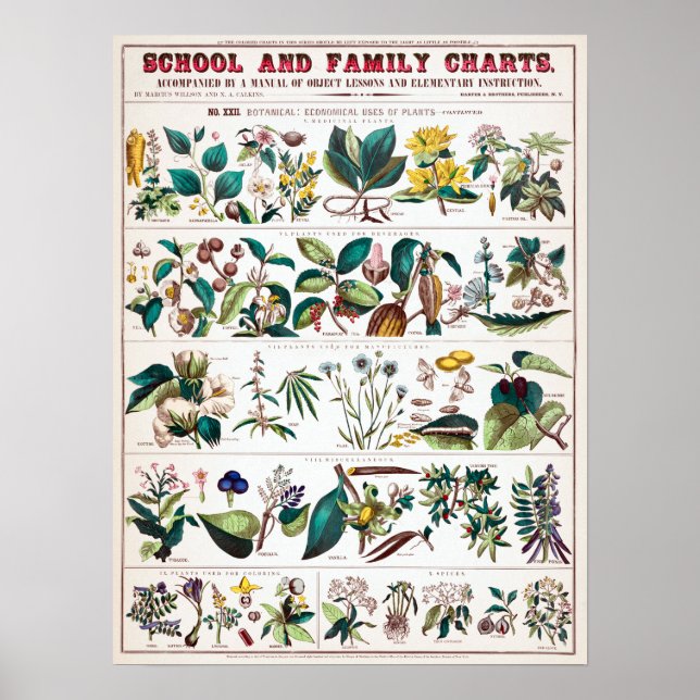 Póster Gráfico educativo botánico vintage (Frente)