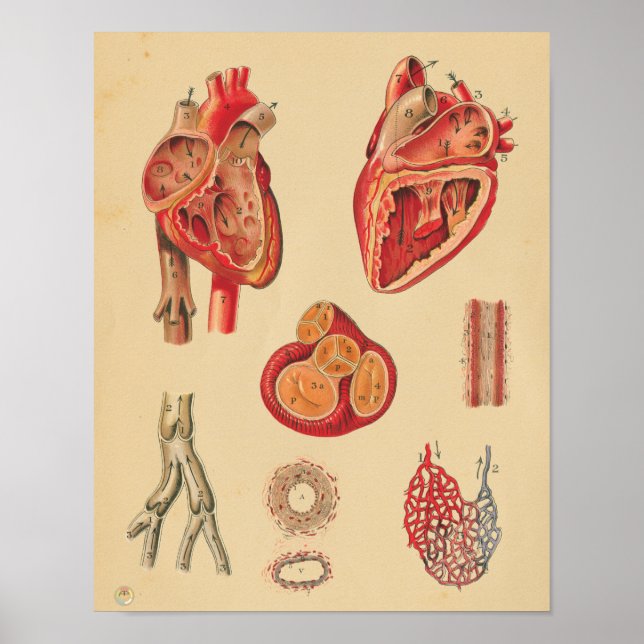 Póster Gráfico médico de anatomía de arterias cardíacas h (Frente)