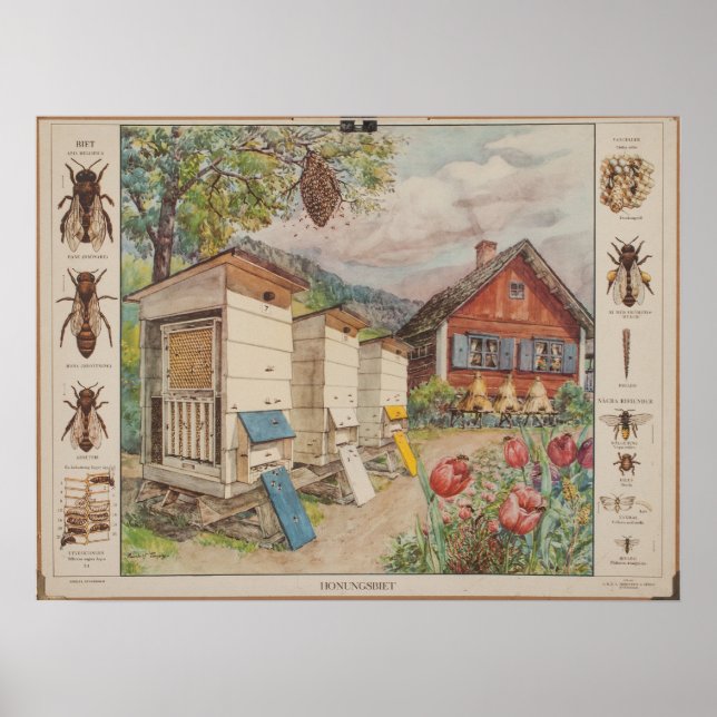 Póster Gráfico mural de la vieja escuela sueca - Abejas (Frente)