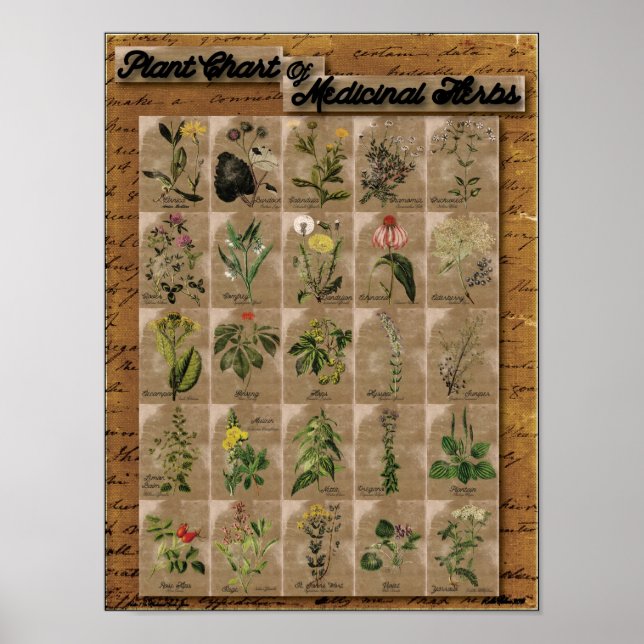 Póster Gráfico vegetal de hierbas medicinales 1 24" x 20" (Frente)