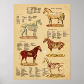 Póster Gráfico veterinario de anatomía de caballos