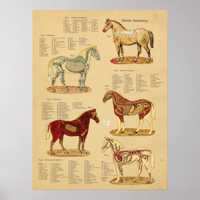 Póster Gráfico veterinario de anatomía de caballos (Frente)