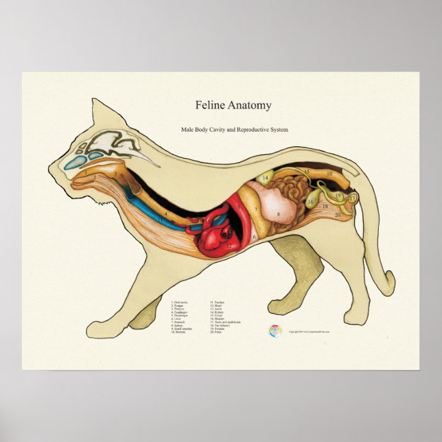 Póster Gráfico veterinario de anatomía de órganos interno (Frente)