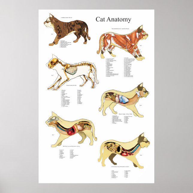 Póster Gráfico veterinario de anatomía de órganos interno (Frente)