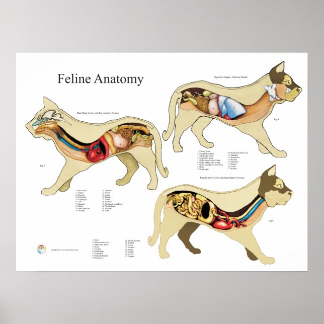 Póster Gráfico veterinario de anatomía de órganos interno (Frente)
