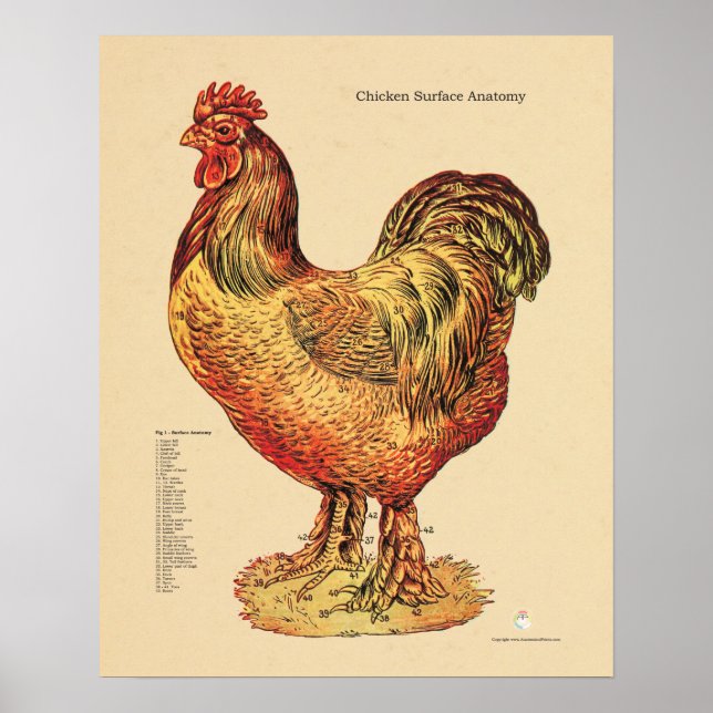 Póster Gráfico veterinario de anatomía de superficie de p (Frente)