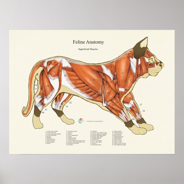 Póster Gráfico veterinario de anatomía muscular del gato (Frente)