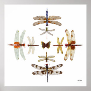 Póster Gráficos de la mosca de la libélula