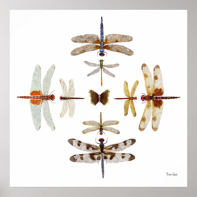 Póster Gráficos de la mosca de la libélula (Frente)