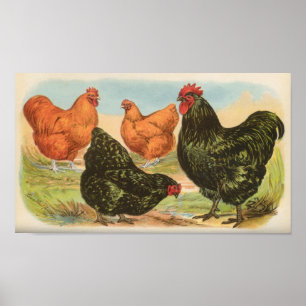 Póster Graham - cartera de los pollos de Orpington