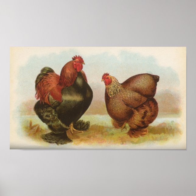 Póster Graham - Cartera de Pollos de Cochin de Partridge (Frente)