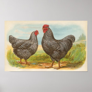 Póster Graham - folio barrado de los pollos de las rocas