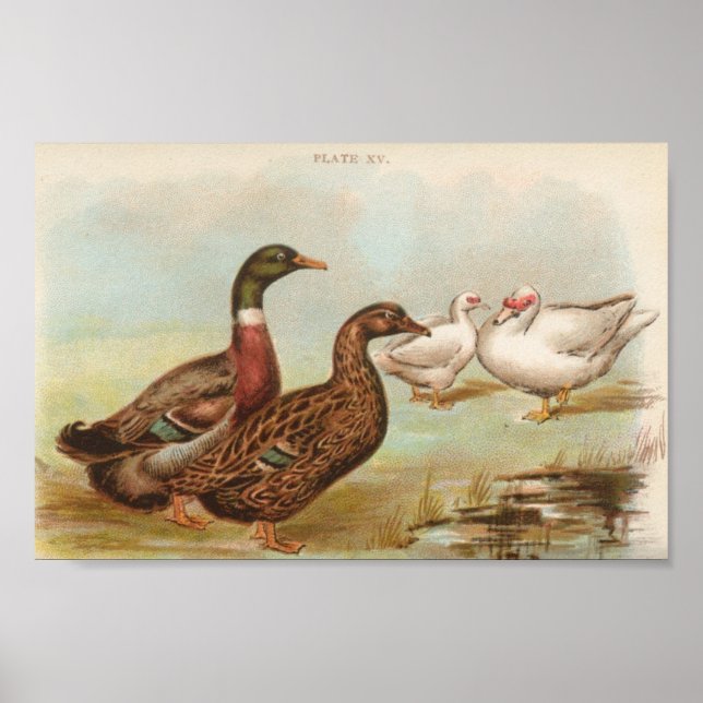 Póster Graham - Rouen y Muscovy Ducks Portfolio (Frente)