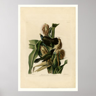 Póster Grakle púrpura