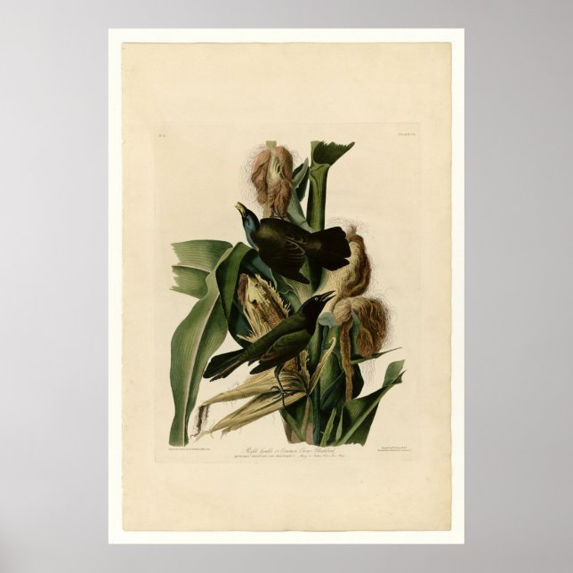 Póster Grakle púrpura (Frente)