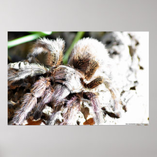 Póster Grammostola rosea