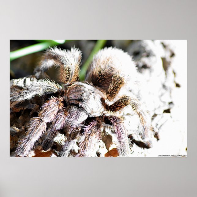 Póster Grammostola rosea (Frente)