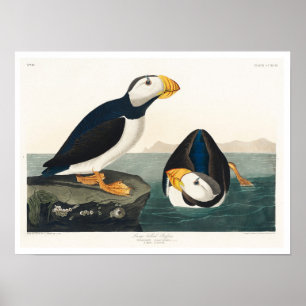 Póster Gran aleta de montaña facturada por Audubon Poster
