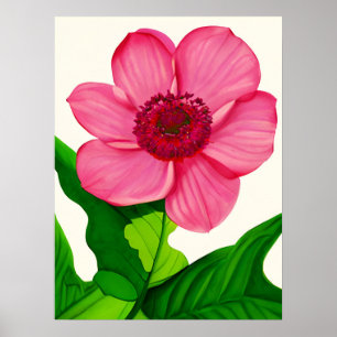 Póster Gran anémona rosa con hojas verdes de esmeralda
