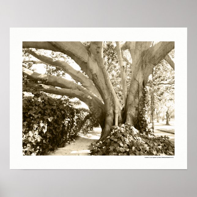 Póster Gran árbol blanco y negro Griffith Park Los Angele (Frente)