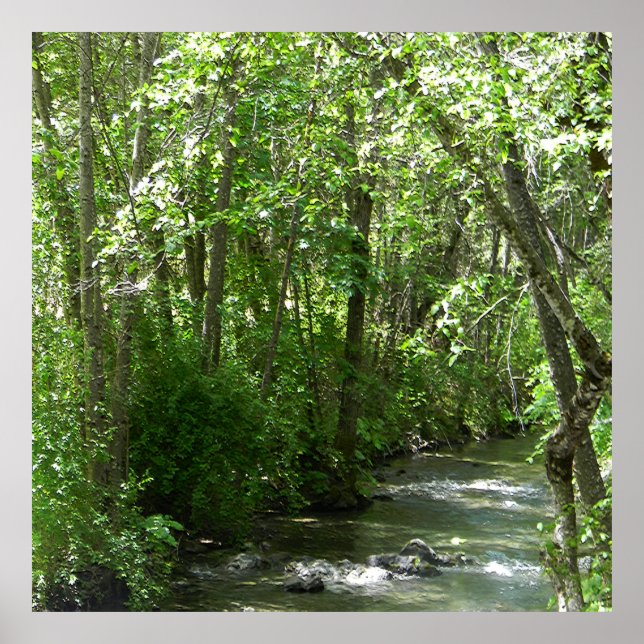 Póster Gran arroyo en verano...... (Frente)