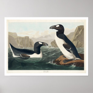 Póster Gran Auk de Audubon Poster