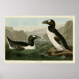 Póster Gran Auk - Los pájaros de América de John James Au