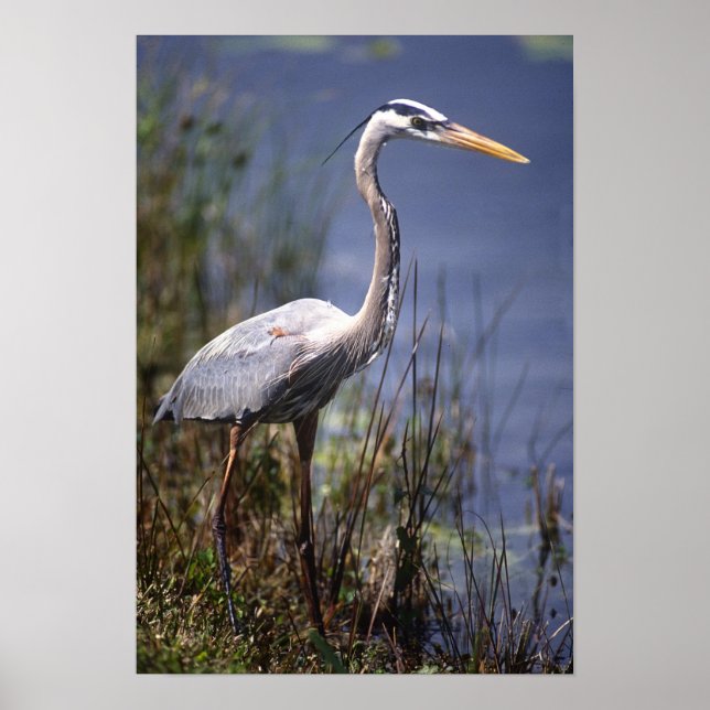 Póster Gran ave de agua de la garza azul encontrada por t (Frente)
