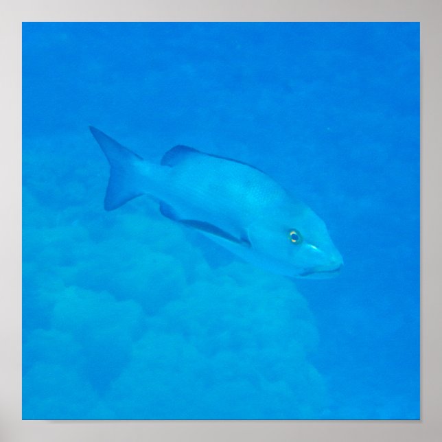 Póster Gran Barrera de Arrecife Bohar Pescado de Pargo (Frente)