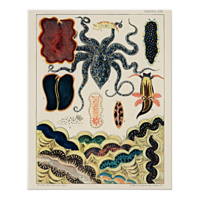 Póster Gran barrera de arrecife de Australia (Anverso)