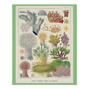 Póster Gran barrera de arrecife de Australia, Alcyonaria,