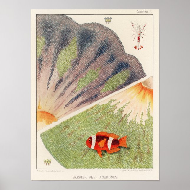 Póster Gran barrera de arrecife de Australia de Anémonas (Frente)