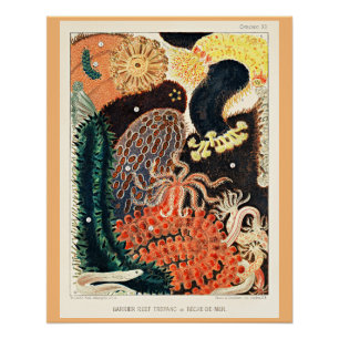 Póster Gran barrera de arrecife de Australia, Trepang,