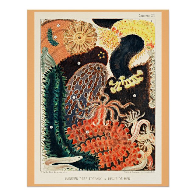 Póster Gran barrera de arrecife de Australia, Trepang, (Anverso)