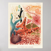 Gran Barrera de Arrecifes de Australia Echinoderms
