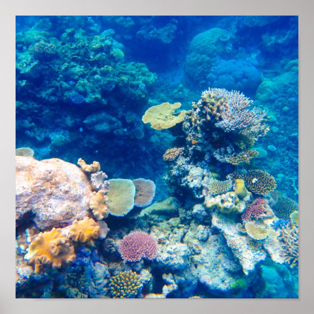Póster Gran barrera de coral de arrecife - #1 (Frente)