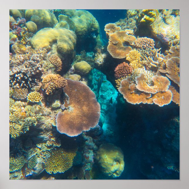Póster Gran barrera de coral de arrecife - #3 (Frente)
