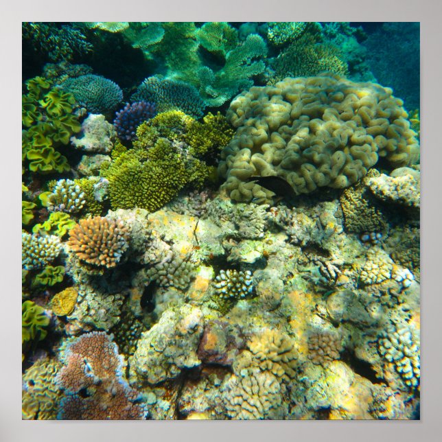 Póster Gran barrera de coral de arrecife - #5 (Frente)