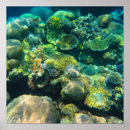 Póster Gran Barrera de Coral de Arrecifes firmada - #2