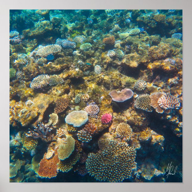 Póster Gran Barrera de Coral de Arrecifes firmada - #4 (Frente)