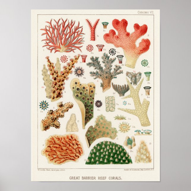Póster Gran barrera de coral de Australia (Frente)