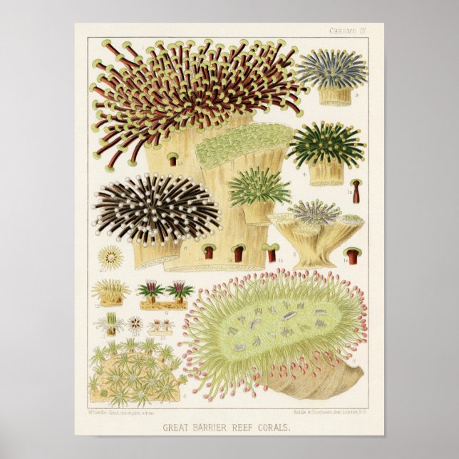 Póster Gran barrera de coral de Australia (Frente)