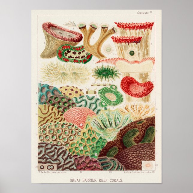 Póster Gran barrera de coral de Australia (Frente)