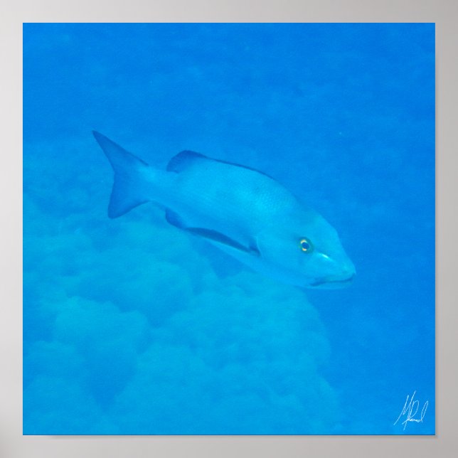 Póster Gran Barrera de Coral de Bohar Pescado Pargo (Frente)
