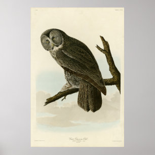 Póster Gran búho cínico de las aves auduónicas de América