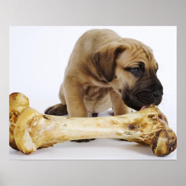 Póster Gran cachorro danés con hueso en estudio (Frente)