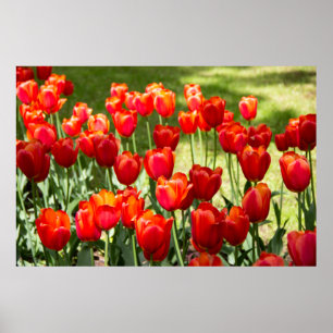 Póster Gran campo de tulipanes rojos